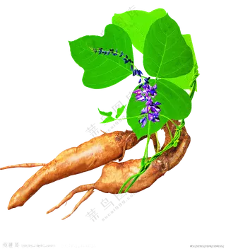 绿色葛根素材