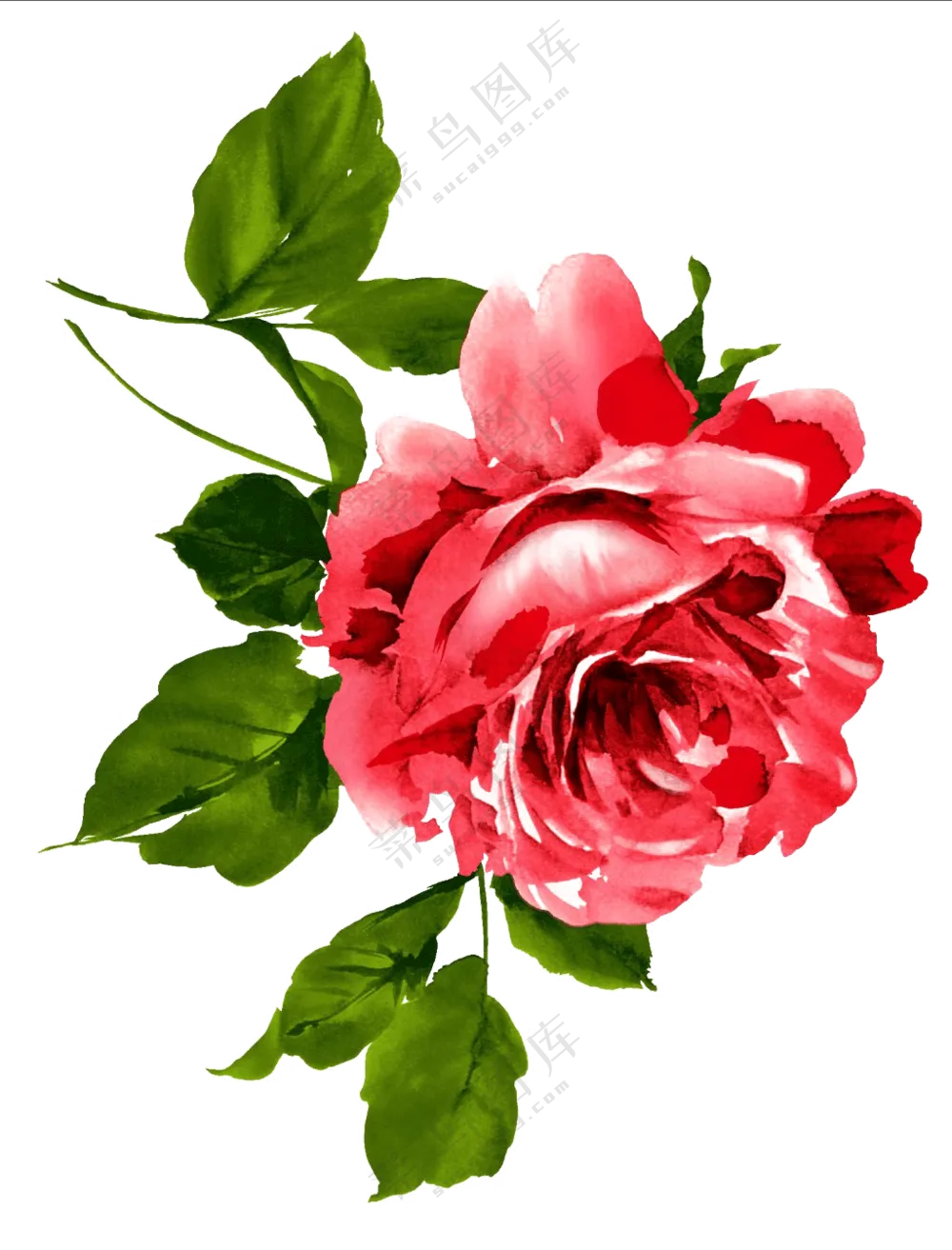 水彩绘画效果红色玫瑰花朵免抠素材