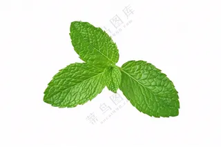 薄荷绿叶免抠