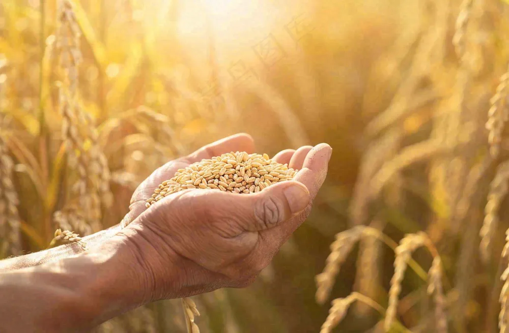 金黄的稻田手捧粮食珍惜粮食芒种世界粮食日摄影图