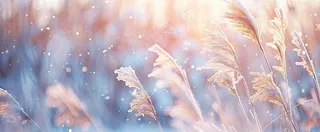 冬天下雪天的芦苇荡夕阳晚霞小雪大雪摄影图