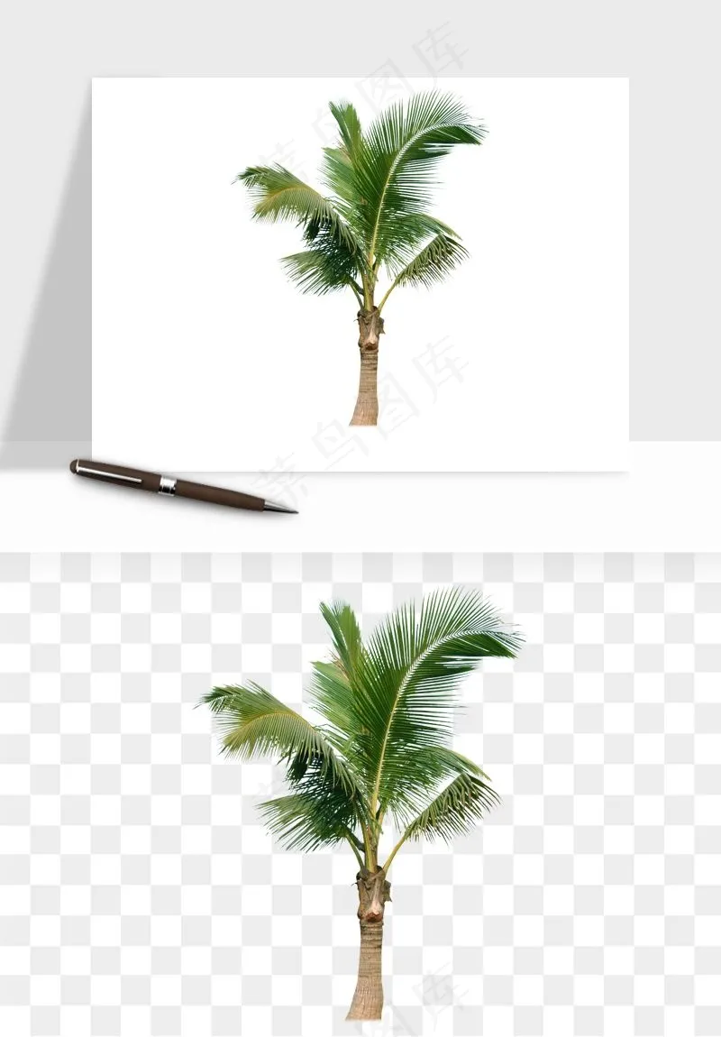 棕榈树椰树png免抠