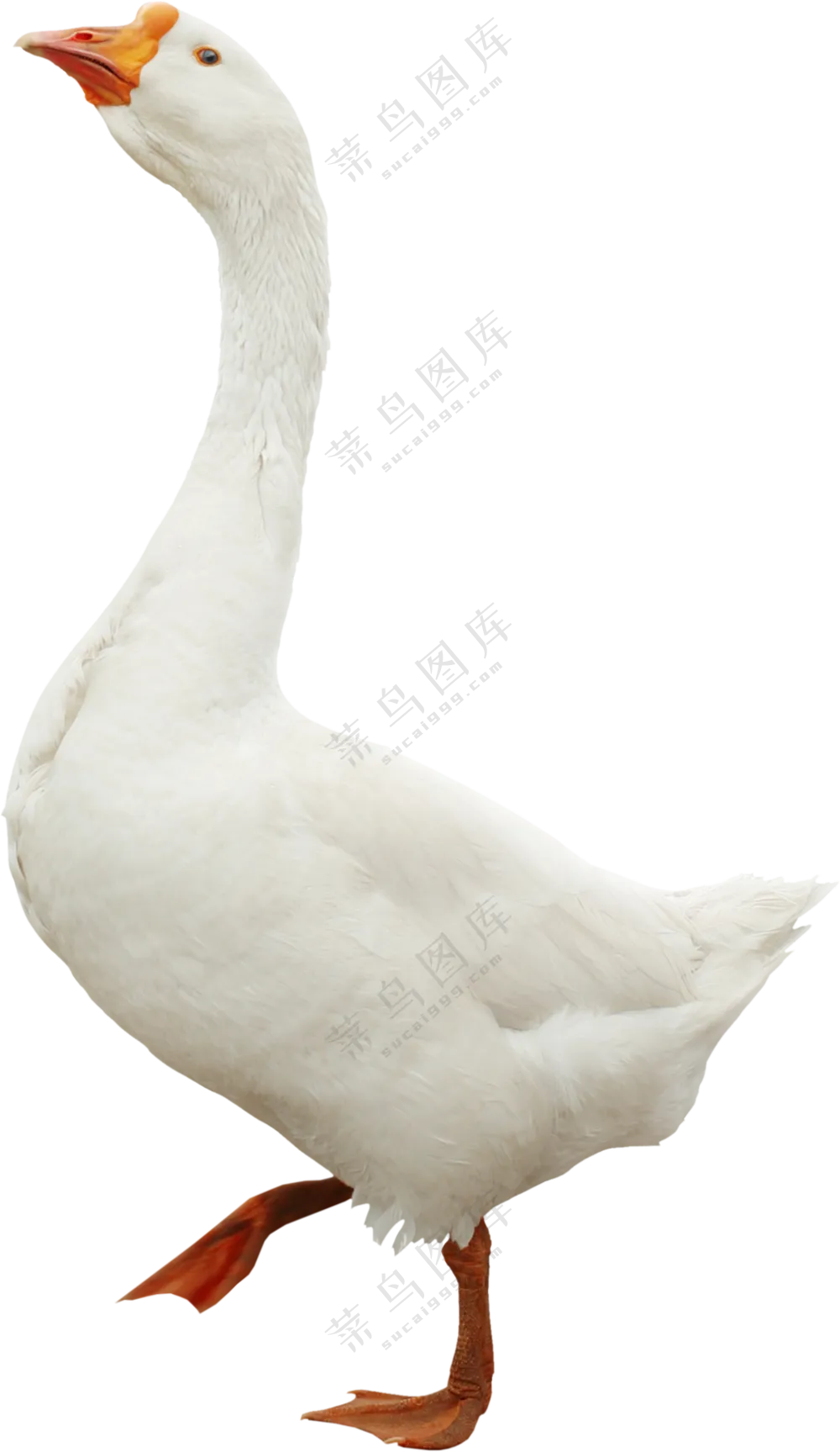 昂首阔步的大白鹅家禽免抠图片素材