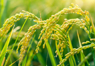 稻田稻谷稻穗粮食收成小满芒种世界粮食日摄影图