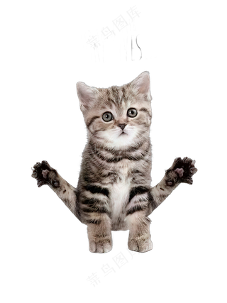 png免抠搞笑有趣动物