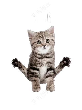 png免抠搞笑有趣动物