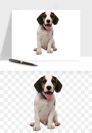 猫咪喵星人狗狗宠物元素png免抠