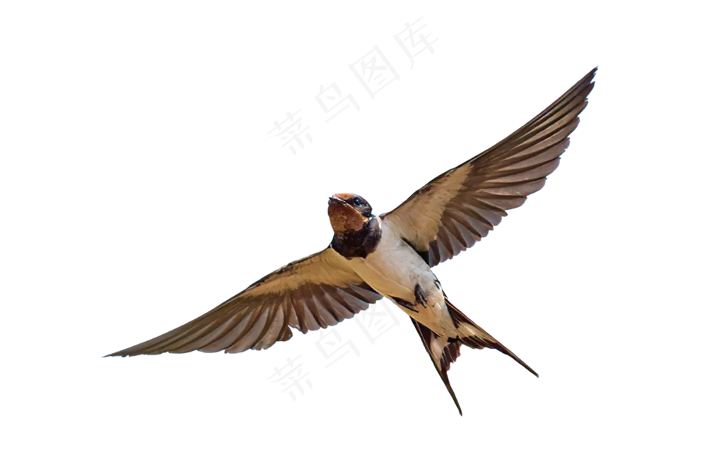 png免抠燕子鸟类动物