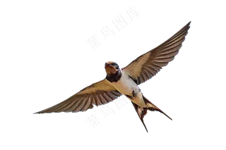 png免抠燕子鸟类动物