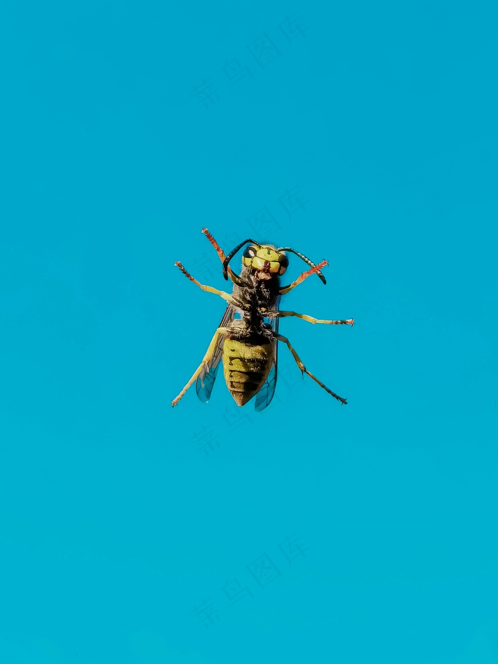 动态捕捉的蓝色背景下的黄蜂飞行图