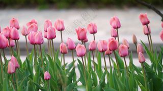 粉色郁金香花海图片