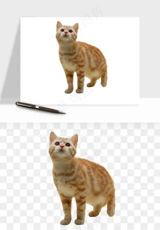 猫咪喵星人狗狗宠物元素png免抠