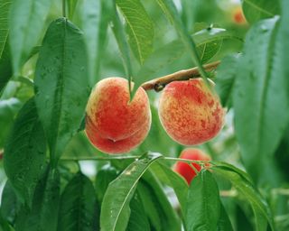 新鲜水果摄影图片 (32)