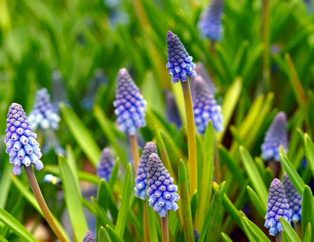 葡萄风信子植物图片