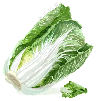 新鲜绿色大白菜