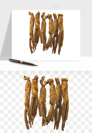 人参养生药材png免抠
