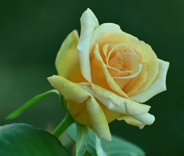 黄色玫瑰花图片