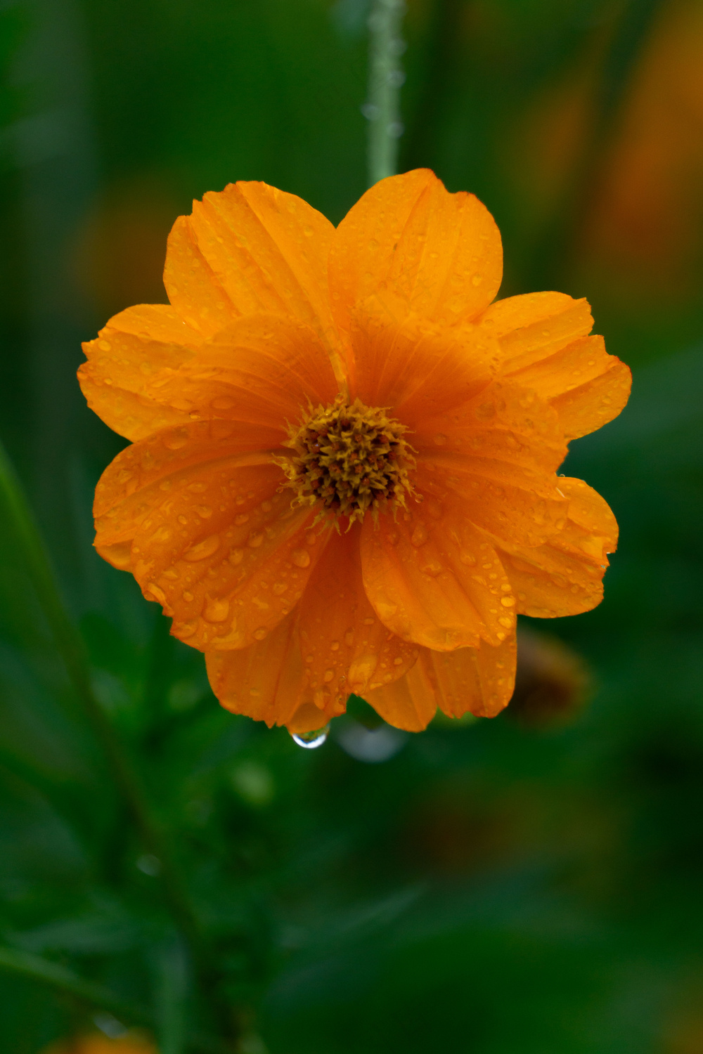 雨中的花朵