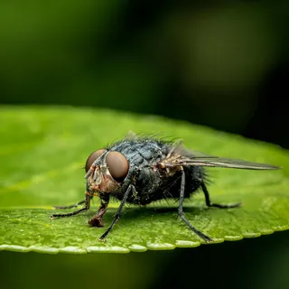 微观世界之叶间飞舞者
