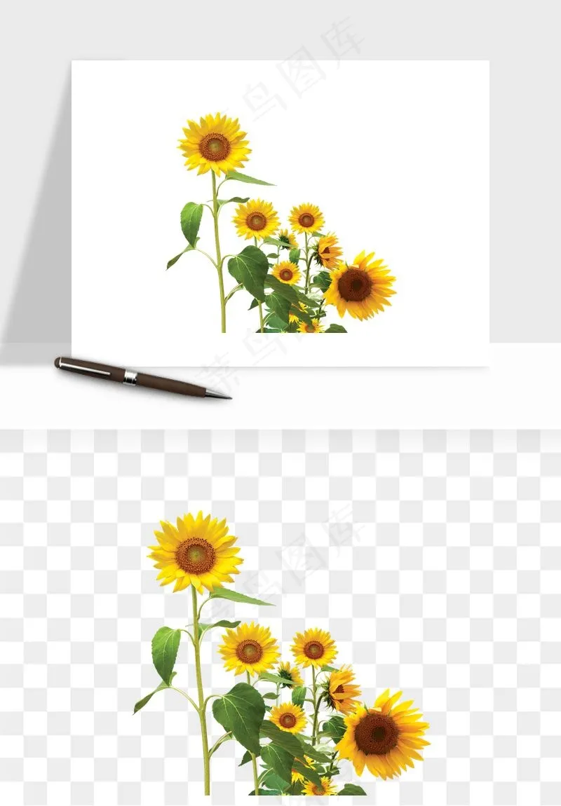 向日葵太阳花卉png免抠