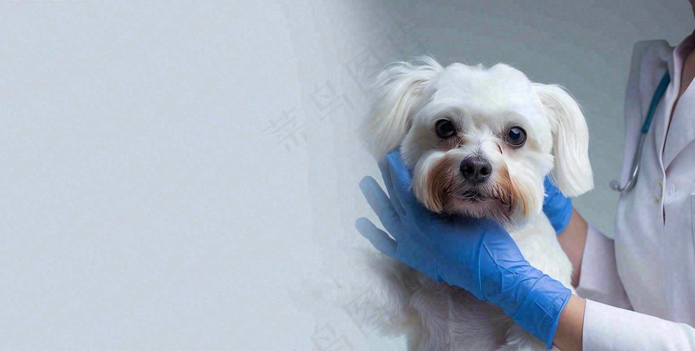 宠物医院猫狗生病救治摄影图