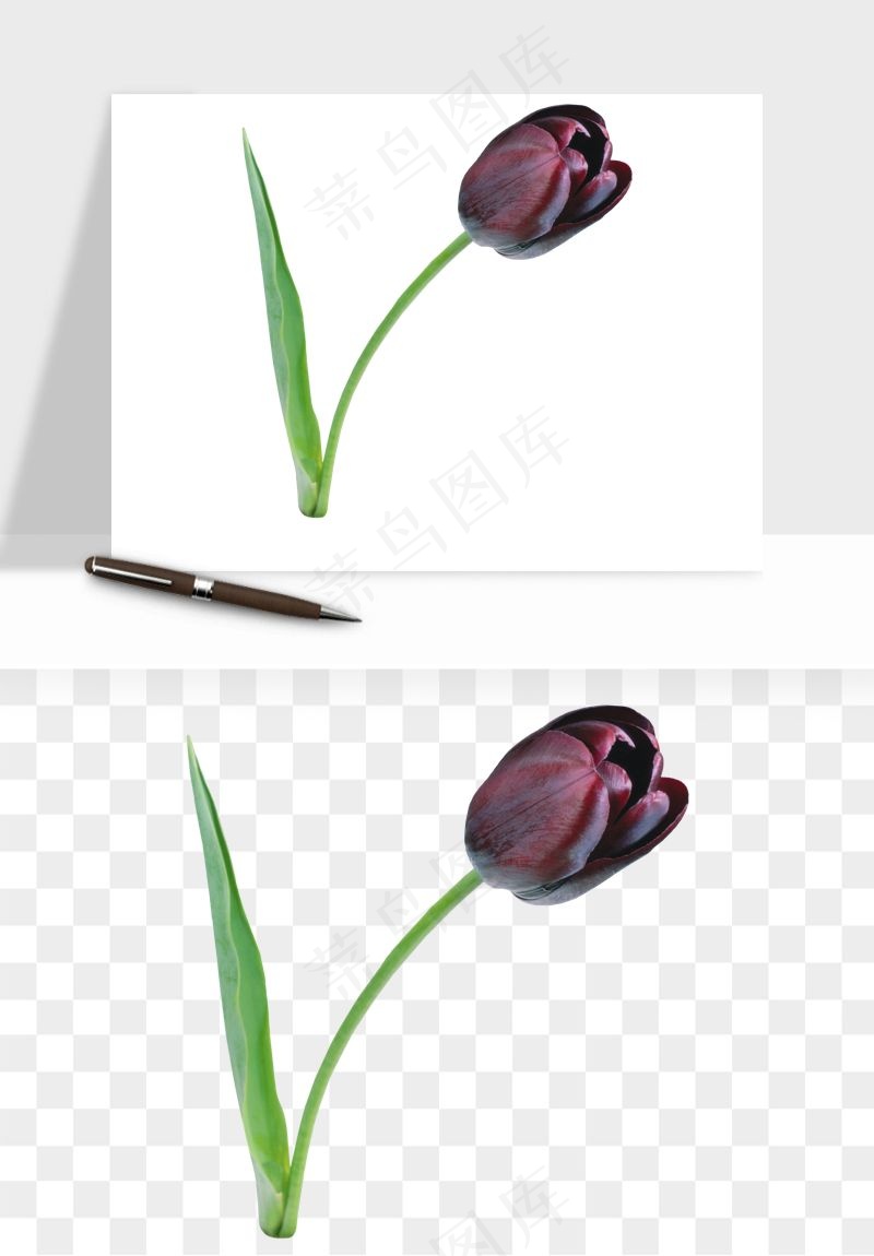 荷兰郁金香鲜花png免抠