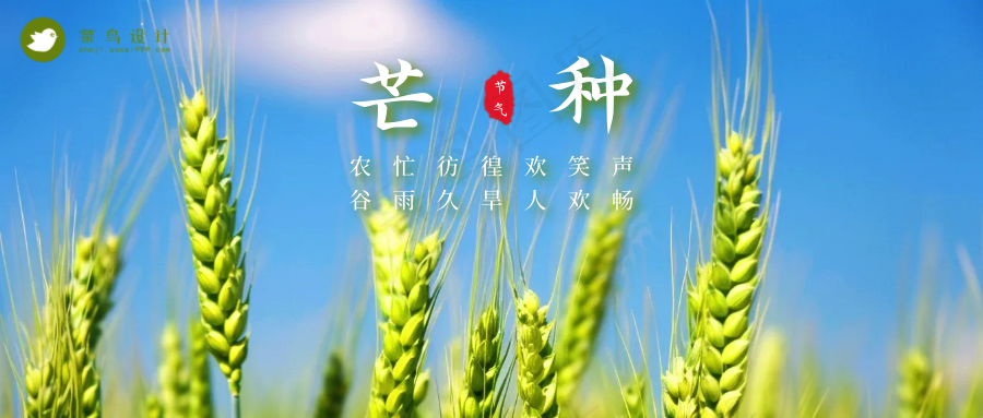 芒种公众号首图