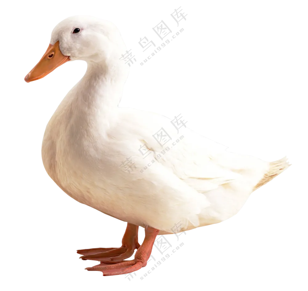 有一身洁白羽毛的鸭子免抠图片素材