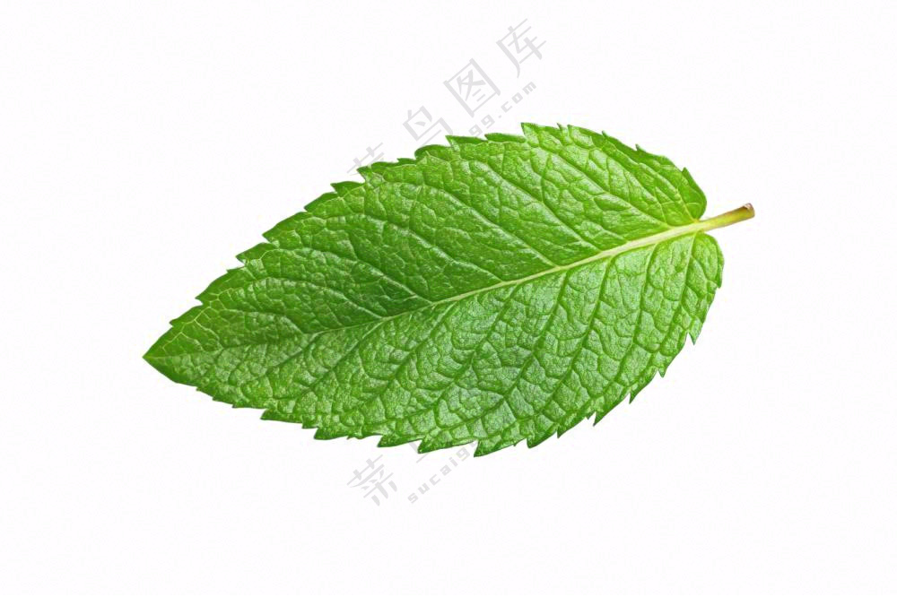 薄荷绿叶免抠