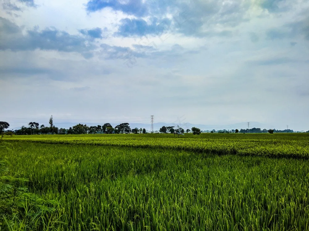 田野之歌