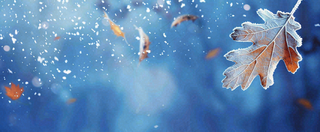 冬季大雪植物叶子上的雪花霜降小寒小雪大雪摄影图