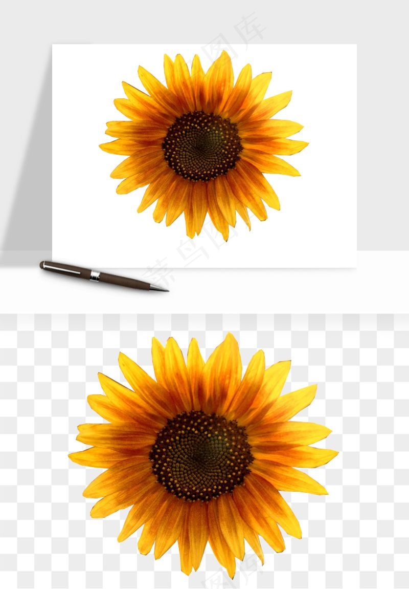 向日葵太阳花卉png免抠