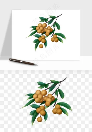 龙眼桂圆水果png免抠