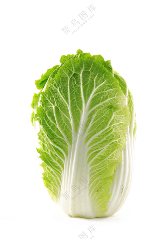 翠绿色菜叶子的大白菜免抠图片素材
