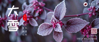 大雪公众号首图