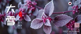 大雪公众号首图