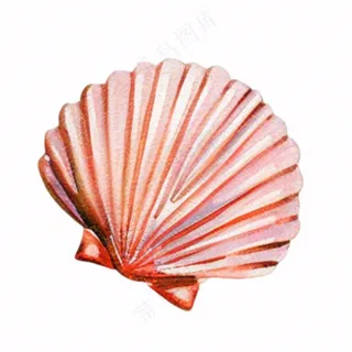 海洋扇贝贝壳卡通插画免抠
