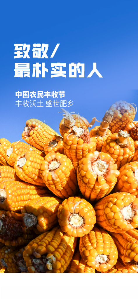 丰收节玉米海报蓝天PSD