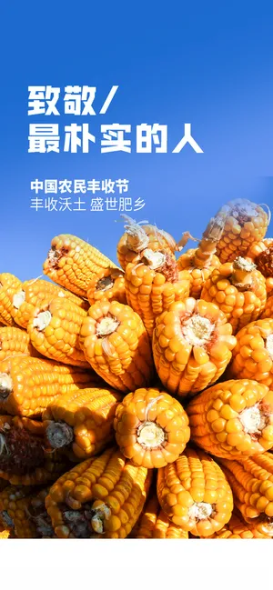 丰收节玉米海报蓝天PSD