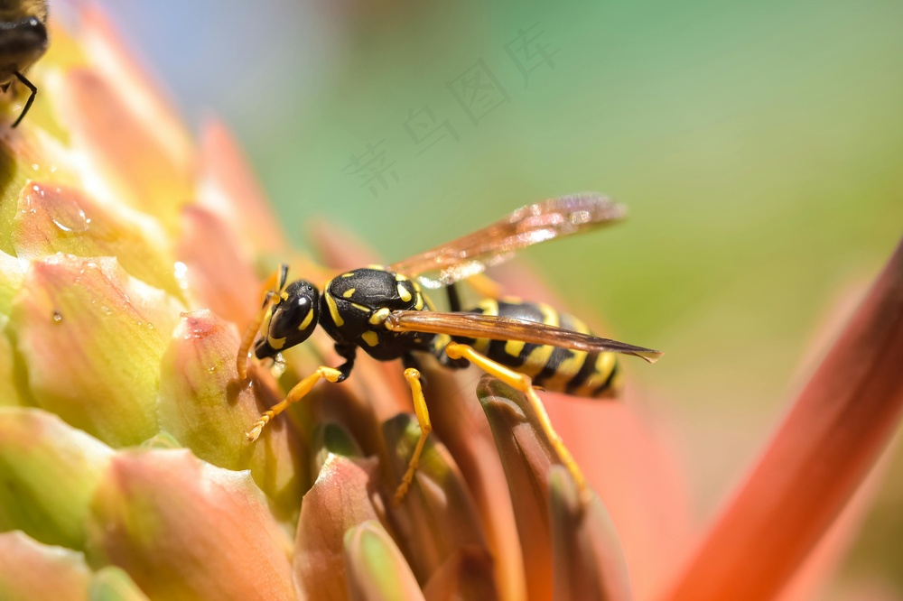细雨微风下的昆虫与花