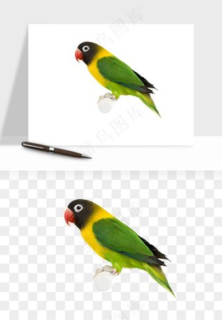 鹦鹉八哥鸟宠物png免抠