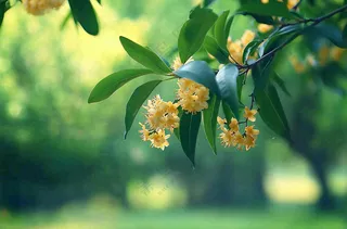 树枝上的小黄花植物摄影图