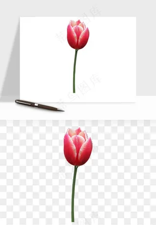 荷兰郁金香鲜花png免抠