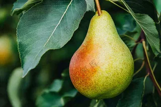 梨树成熟的梨子水果可口摄影图