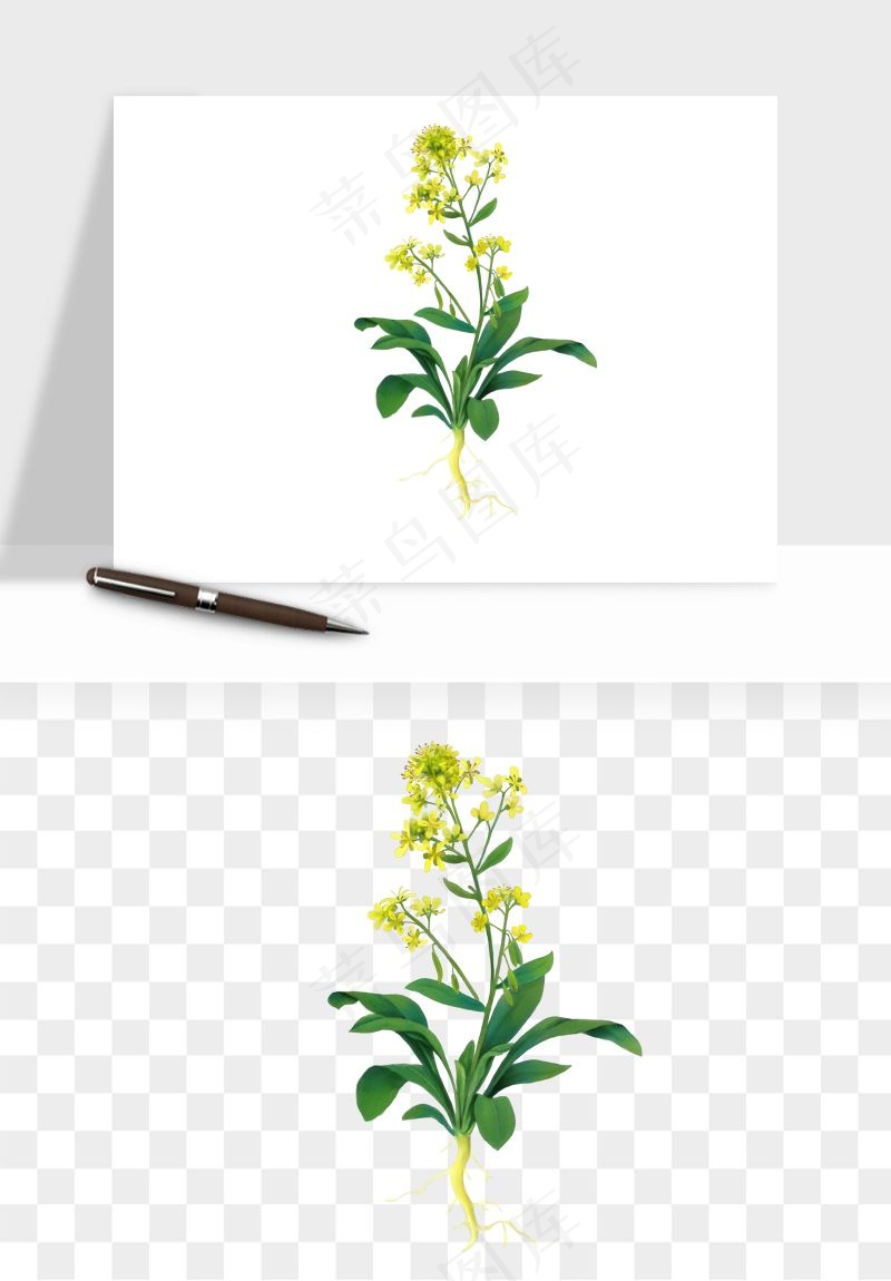 油菜花田png免抠