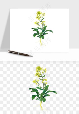 油菜花田png免抠