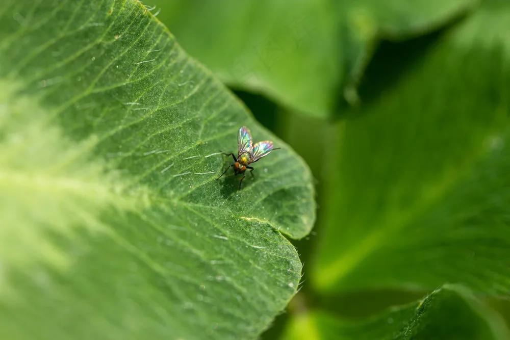 绿叶上的舞者：彩虹飞虫