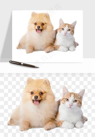 猫咪喵星人狗狗宠物元素png免抠