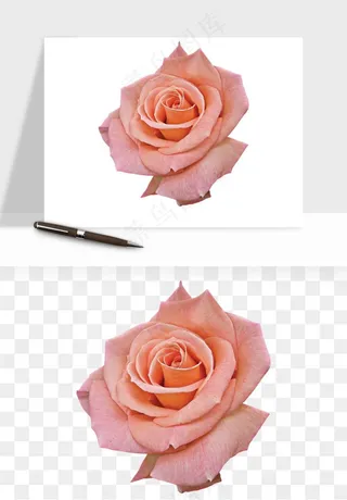 复古鲜花玫瑰png免抠