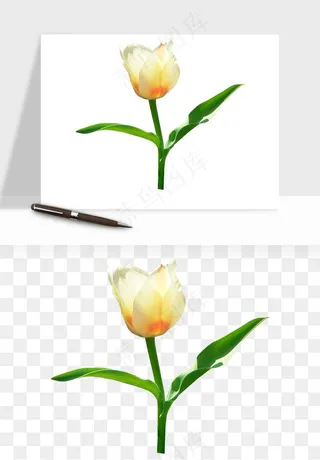 荷兰郁金香鲜花png免抠